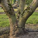 Catalpa erubescens 'Purpurea' - Foto 1