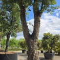 Quercus Suber - 7