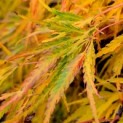 Acer palmatum 'Dissectum'