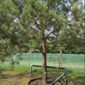 Pinus sylvestris - Foto 1