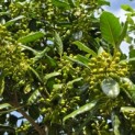 Ilex Nellie Stevens - Foto 1