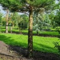 Sequoiadendron giganteum - 3