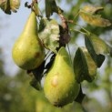 Pyrus c. 'Conference'