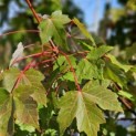 Acer Rubrum 'Brandywine' - blad september 2024 rode steeltjes