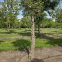 Quercus Suber - 1