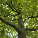 Sycoparrotia semidecidua - 1