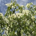Cornus kousa 'Milky Way' - Foto 3