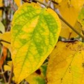 Decaisnea Fargesii - impressie
