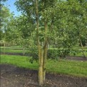 Pyus calleryana 'Chanticleer' - 1