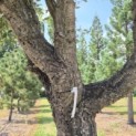 Quercus Suber - Foto 2