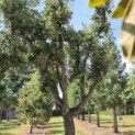 Quercus Suber - Foto 1