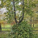 Fagus sylvatica - 1
