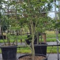 Acer palmatum 'Osakazuki' - Foto 1