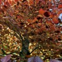 Fagus sylvatica 'Atropunicea' - 3
