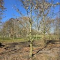 Carpinus betulus - 1