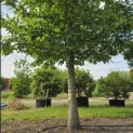 Castanea sativa - 3