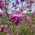 Magnolia 'Susan' - 1