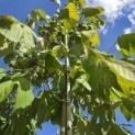 Firmiana simplex - Foto 3