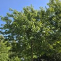 Quercus rubra - 1