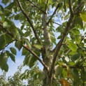 Prunus x 'Yedoensis' - 2
