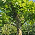 Platanus hispanica - 1