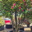 Camellia japonica - 2
