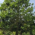 Ilex Aquifolium - 5