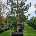 Pinus nigra subsp. Nigra - 3