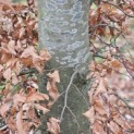 Fagus sylvatica - Foto 8