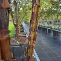 Acer griseum - 2