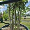 Quercus ilex - 6