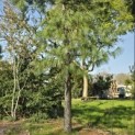 Pinus wallichiana - 2