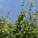 Parrotia persica 'Vanessa' - 3