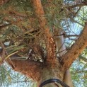 Pinus sylvestris - Foto 4