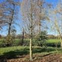 Carpinus betulus 'Frans Fontaine'   (Fastigiata) - Foto 4