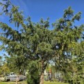 Taxus baccata dovastoniana 'Aurea Pendula' - 1
