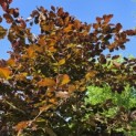 Fagus sylvatica 'Atropunicea' - Foto 2