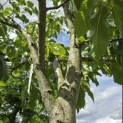 Castanea sativa 'Lyon' - Foto 4