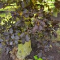 Fagus sylvatica 'Atropunicea' - Foto 3