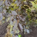 Fagus sylvatica 'Atropunicea' - Foto 2