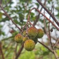 Arbutus unedo - Foto 5
