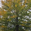 Fagus sylvatica - Foto 3