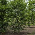 Carpinus betulus - 1