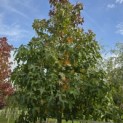 Liquidambar styraciflua - 4