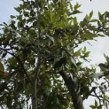 Quercus ilex - 3