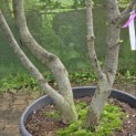 Quercus ilex - 2