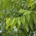 Carya illinoinensis - 3