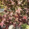 Acer palmatum 'Bloodgood' - Foto 6