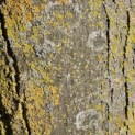 Tilia Tomentosa - 4