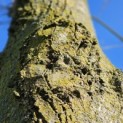 Tilia Tomentosa - 5